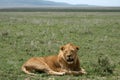 Male Lion - Serengeti Safari, Tanzania, Africa Royalty Free Stock Photo