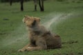 Male lion shaking rain off his mane.