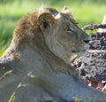 Male Lion, showing mane