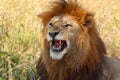 Male lion showing teeth Royalty Free Stock Photo