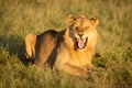 Male lion shows Flehmen response lying down