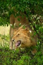 Male lion shows Flehmen response under bush