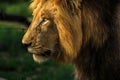 Male Lion Side Portrait