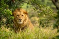 Male lion sits by bush under branch Royalty Free Stock Photo