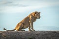 Male lion sits on horizon facing right