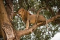 Male lion sits looking out from tree