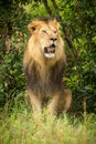 Male lion sits near bush looking right