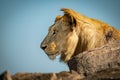 Male lion sits among rocks looking left