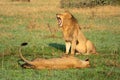 Male lion sits yawning near prone female