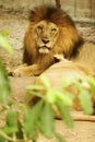 Male lion sitting on the floor
