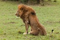 A male lion sitting in the Maasai Mara