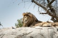 Male lion sitting on a rock sitting sideways and looking straight