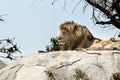Male lion sitting on a rock sitting sideways