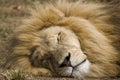 Male Lion Sleeping