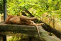 Male lion sleeping on a large rock. Portrait of the Lion King, lying on his back in the boulder in the morning sun Royalty Free Stock Photo