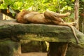 Male lion sleeping on a large rock. Portrait of the Lion King, lying on his back in the boulder in the morning sun Royalty Free Stock Photo