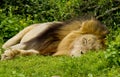 Male lion sleeping Royalty Free Stock Photo