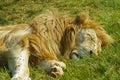 Male lion sleeps in South Africa