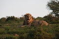 Male Lion in South Africa Royalty Free Stock Photo