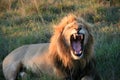 Male lion standing behind and licking female lying on grass in South Africa Royalty Free Stock Photo