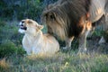 Male lion standing behind and licking female lying on grass in South Africa Royalty Free Stock Photo