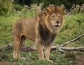 Male Lion Royalty Free Stock Photo