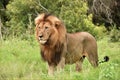 Male lion standing in the grass Royalty Free Stock Photo