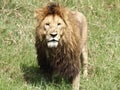 Male lion standing in the grass