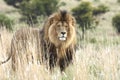 Male lion standing in grassland