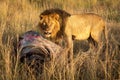 Male lion standing with kill watches camera Royalty Free Stock Photo