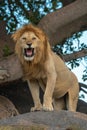 Male lion standing on rock by tree Royalty Free Stock Photo