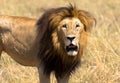 Male lion standing in tall grass looking curious Royalty Free Stock Photo