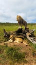 Male lion standing on tree stump with lioness lying on grass Royalty Free Stock Photo