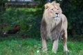 Male lion surveying the landscape