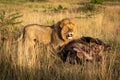 Male lion stands by kill in grass Royalty Free Stock Photo