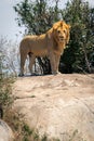 Male lion stands on rock by bush