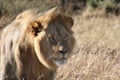 Male Lion Stare Royalty Free Stock Photo