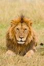 Male lion stare Royalty Free Stock Photo