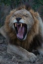 Yawning male lion showing his teeth