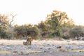 Male lion at sunrise in Namibia Royalty Free Stock Photo