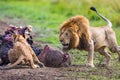 Male lion surrounded by flies scares away other lions protecting his kill Royalty Free Stock Photo