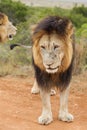 Male Lion