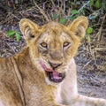 Male lion takes a rest in midday sun at the national park showing his tongue