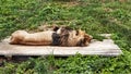 Male lion taking a nap on a wooden dais