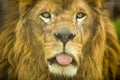 Male Lion Tongue
