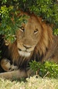 Male lion under a bush Royalty Free Stock Photo