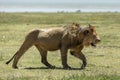 Male lion with wet mane walking in Ngorongoro Crater in Tanzania