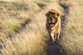 Male lion walking along track towards camera Royalty Free Stock Photo