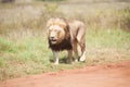 Male Lion walking alongside dirt road Royalty Free Stock Photo