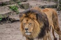 Male Lion Walking Around At The Artis Zoo